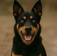 Щенки Ротски (Rottsky)