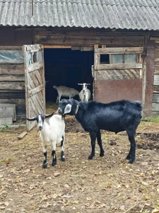 Шикарный козел на племя