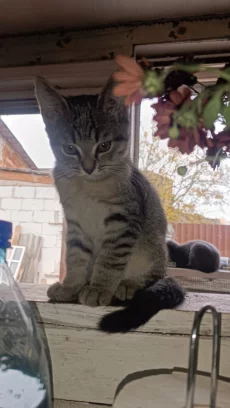 Отдам бесплатно