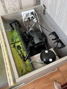 Рыбок Гарра руфа