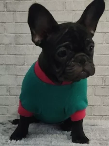 Щенок французского бульдога