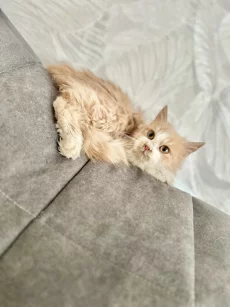 Ласковая девочка-подросток в хорошие руки