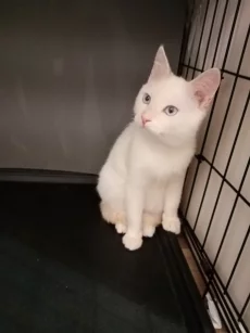 Белоснежный котик