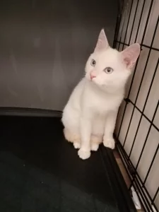 Белоснежный котик