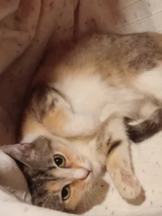 Кошечка подросток