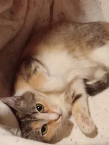 Кошечка подросток