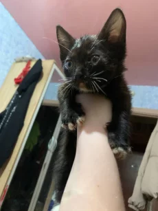 Отдам котят бесплатно