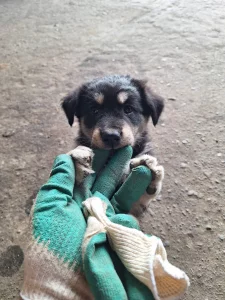 Отдам в хорошие руки
