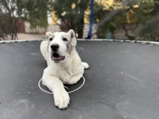 Щенок алабая