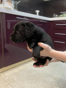 Щенки Кокер спаниель