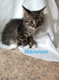 Мальчишки, возраст 2 месяца