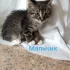 Мальчишка, возраст 2 месяца