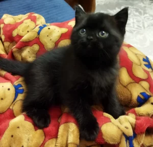 Британский котенок.Горький шоколад