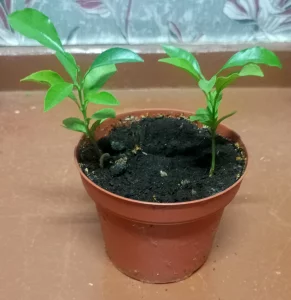 Саженцы лимона