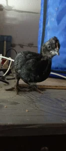 Месячных цыплят смешанных мясояичных пород