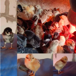 Суточных цыплят