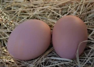 Инкубационное яйцо кур породы Барневельдер серебро