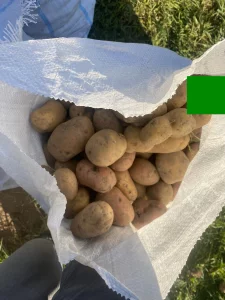 Картофель на корм животным