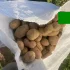 Картофель на корм животным