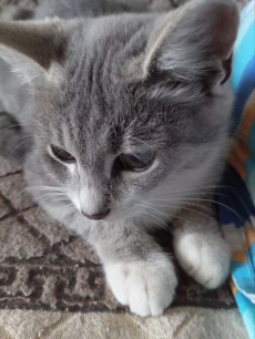 Ласковая кошечка котенок