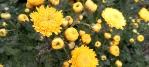 Хризантема