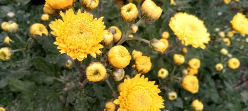 Хризантема