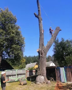 Спилить дерево