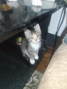 Котята ищут дом