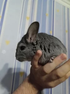 Шиншилла
