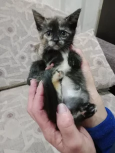 Котята
