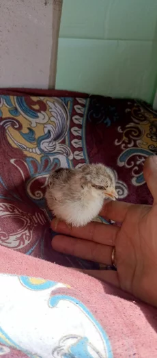 Мясо-яичные цыплята