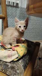 Котенок ищет семью (даром)