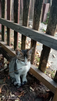 Котята