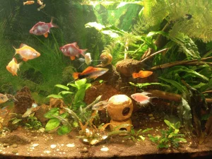 Аквариум 200л