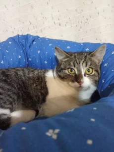 Кошечка 4 месяца