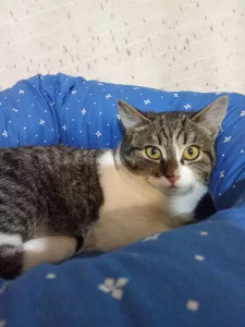 Кошечка 4 месяца