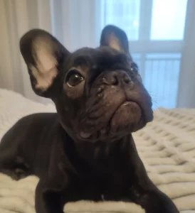 Щенка французского бульдога