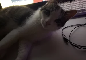 Потерялся кот