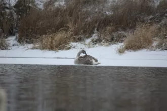 Гидрологи предупреждают о колебаниях уровней воды, в том числе и на Березине