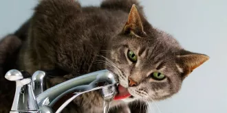 Важность гидратации питомца: почему сухой корм необходимо дополнять водой