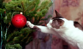 Как безопасно установить Новогоднюю ёлку? Ликбез от МЧС