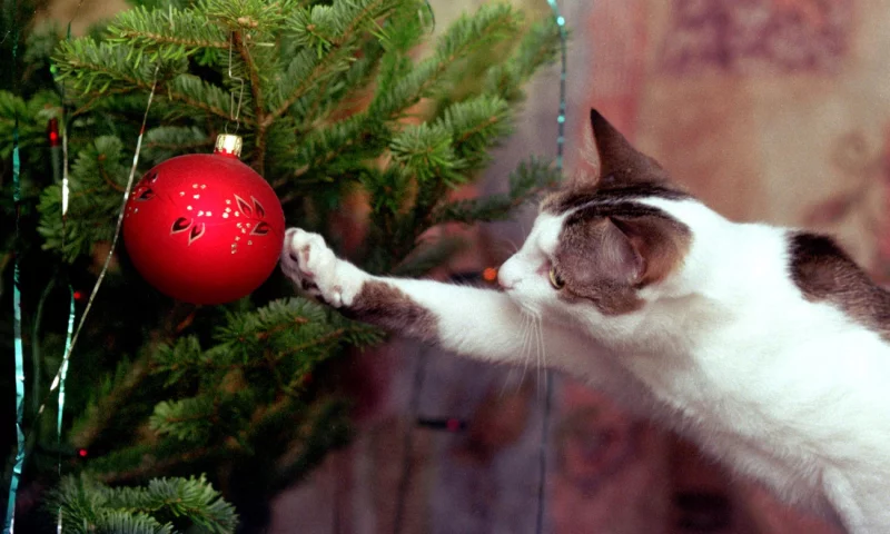 Как безопасно установить Новогоднюю ёлку? Ликбез от МЧС