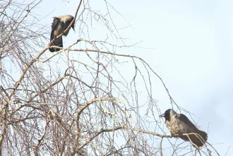 Переменчивая погода - гололед, осадки и усиление ветра. Прогноз на неделю