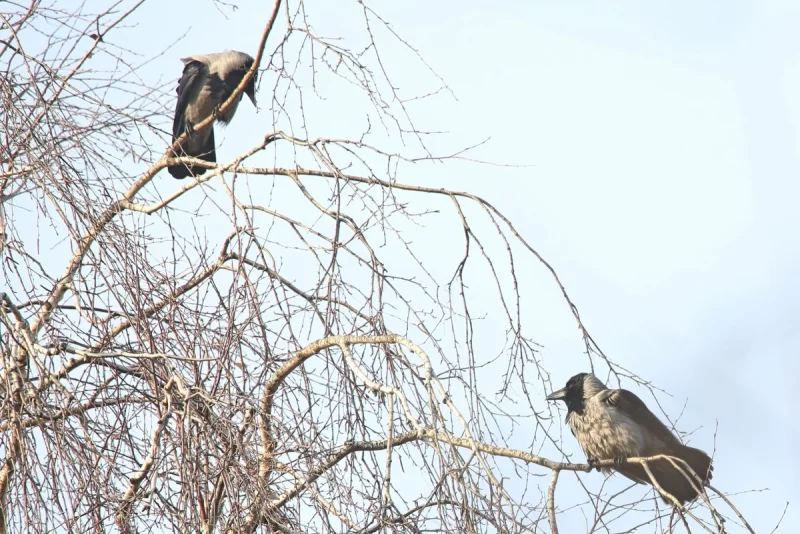 Переменчивая погода - гололед, осадки и усиление ветра. Прогноз на неделю