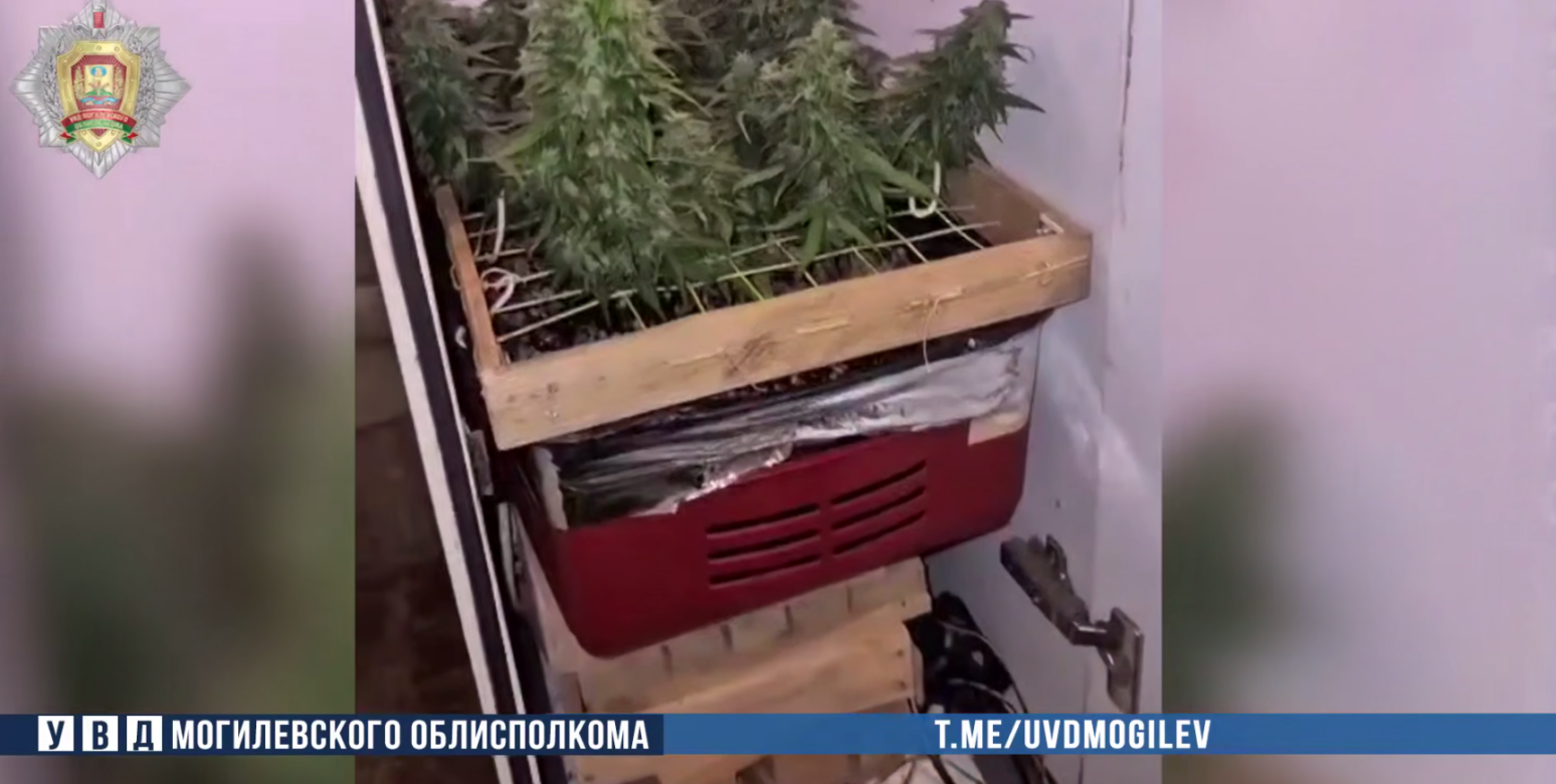 В Бобруйском районе мужчина оборудовал в доме теплицу для выращивания конопли: возбуждено уголовное дело