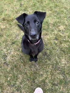 Нашли собачку