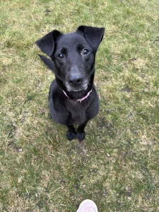 Нашли собачку