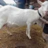 Домашнее козье молоко. Без запаха и привкуса