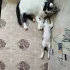Летние пушистые Лучики в самые добрые руки