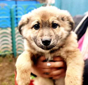 Щенок с прививками, доставкой и бесплатной стерилизацией